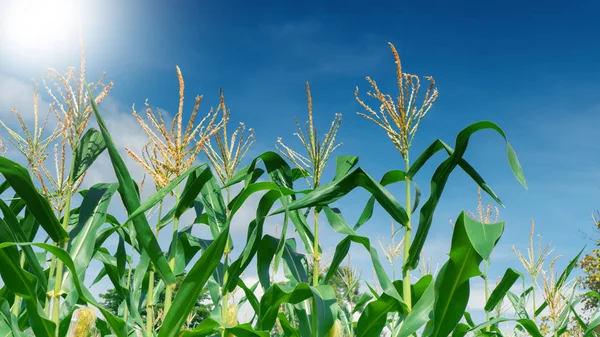 Зеленое поле кукурузы растет над голубым небом — стоковое фото