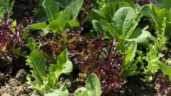Zblízka čerstvé a chutné organický salát v zahradě — Stock fotografie