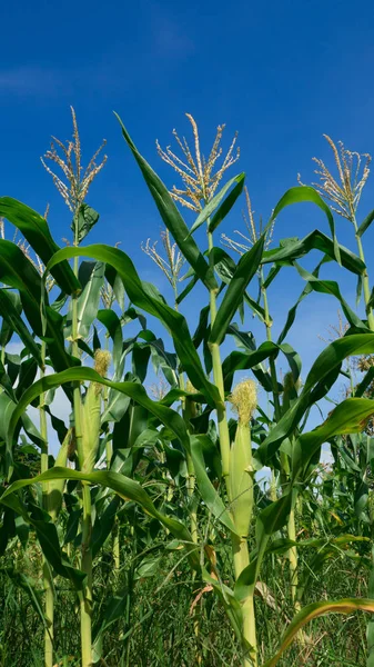 Зеленое поле кукурузы на фоне голубого неба — стоковое фото