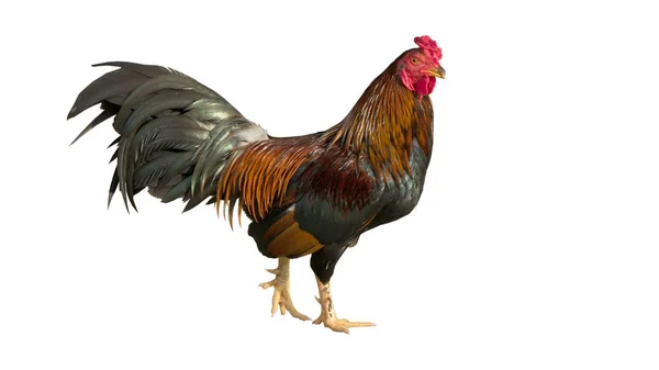 Kyckling bantam, Rooster isolerad på vitt. med klippbanor — Stockfoto