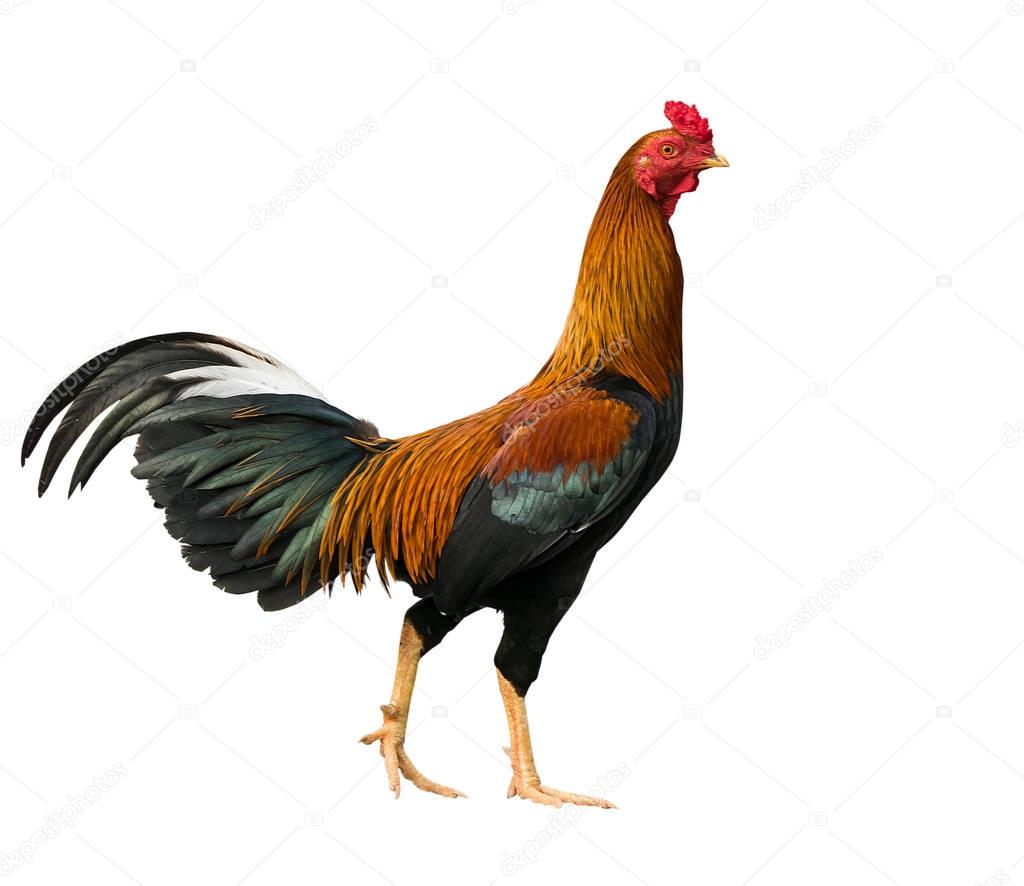chicken bantam, Rooster isolated on white. with clipping paths