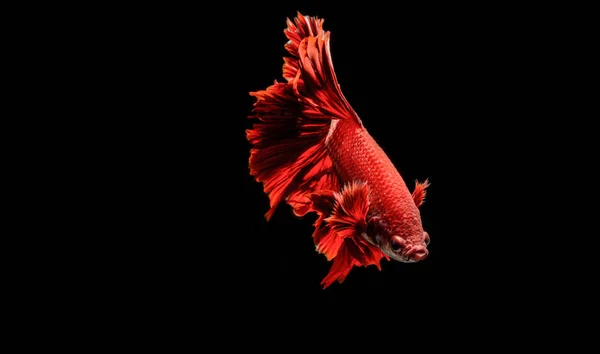 Betta ryby, bojovnice pestrá, betta splendens na černém zpět — Stock fotografie