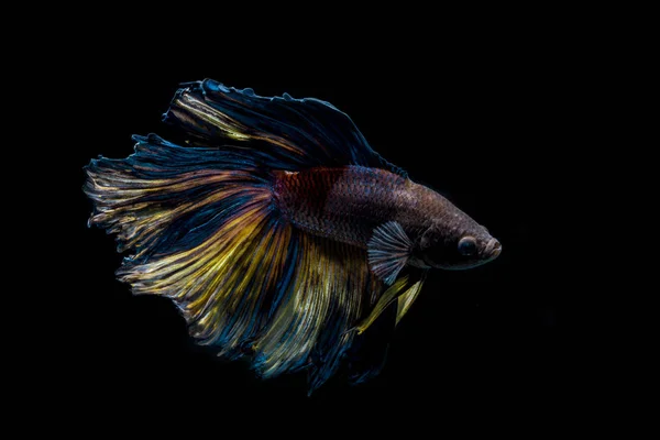 Betta fish, siamesischer Kampffisch, betta splendens auf schwarzem Rücken — Stockfoto