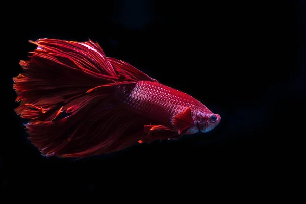 Betta fish, siamesischer Kampffisch, betta splendens auf schwarzem Rücken — Stockfoto