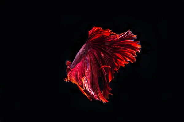 Betta pescado, peces siameses de lucha, betta splendens en la espalda negra —  Fotos de Stock