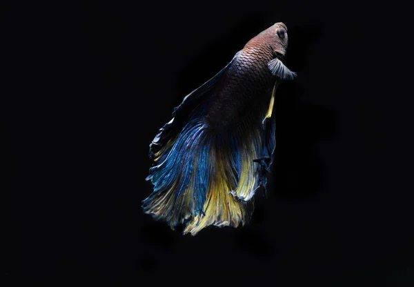 Betta fish, siamese fighting fish, betta splendens on black back — Stock Photo, Image