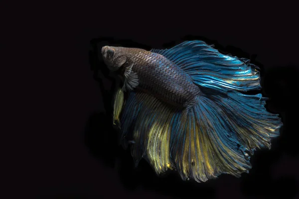 Betta fish, siamesischer Kampffisch, betta splendens auf schwarzem Rücken — Stockfoto