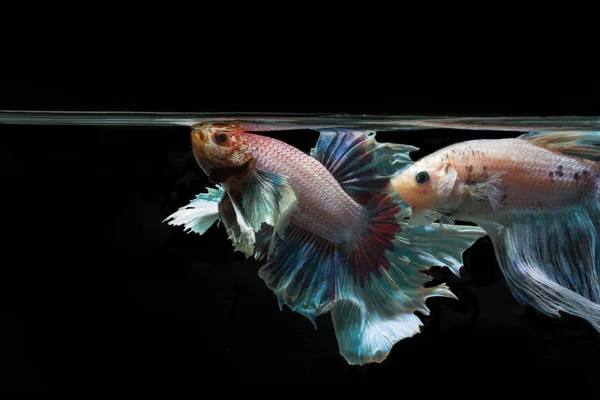 Daha iyi balık, Siyam mücadele balık, betta splendens geri siyah — Stok fotoğraf