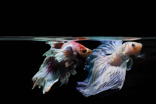 Betta fish, siamese fighting fish, betta splendens on black back