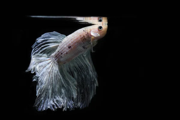 Betta ryby, bojovnice pestrá, betta splendens na černém zpět — Stock fotografie