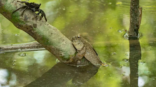 Amfibiska fisk i mangroveskog, Thailand — Stockfoto