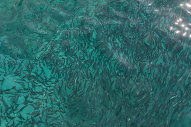 Grup mavi deniz küçük balık