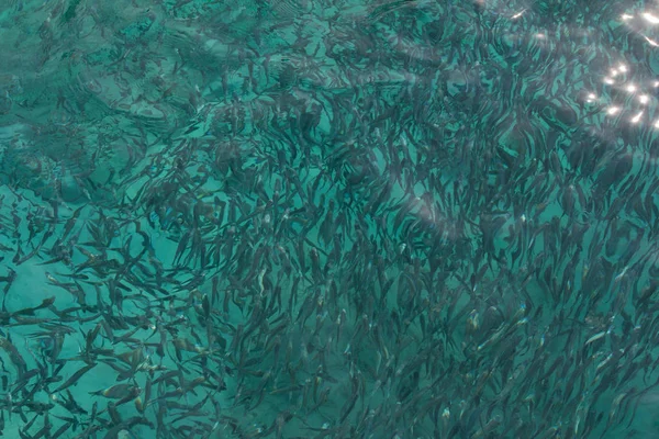 Grup mavi deniz küçük balık