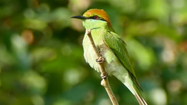 Filmati 4K, Bee-eater (Merops leschenaulti ) — Video Stock