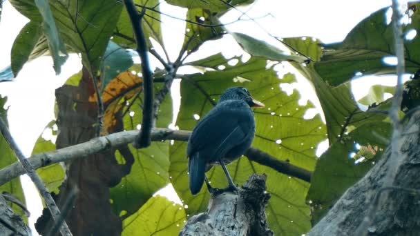 4 k film, svart fågel i skogen i Thailand — Stockvideo