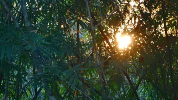 Mattina Lente luminosa effetto bagliore e raggi di luce solare t — Video Stock