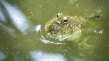 4k amfibik görüntülerini balık mangrov orman, Tayland 