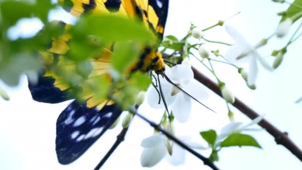 4 k-beeldmateriaal Butterfly voeding witte bloem in natuur achtergrond — Stockvideo