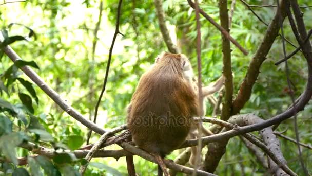 4 k beelden van Monkey makaak zittend op boomtak — Stockvideo