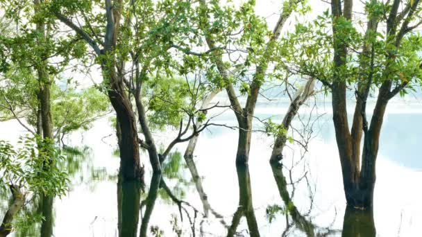 Imágenes 4K del bosque del pantano — Vídeos de Stock