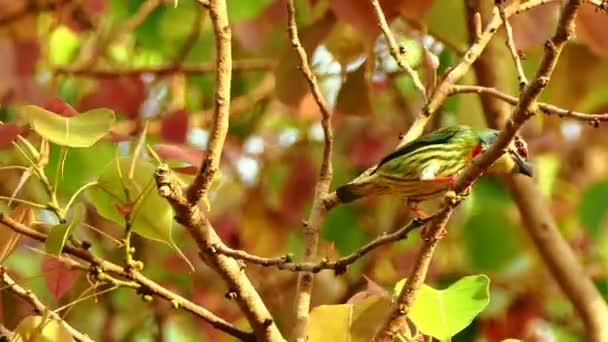 4 k beelden, Barbet is een middelgrote vogel uit de familie Megalaimidae gewaardeerd specht Barbet blik grote, dikke snavel. — Stockvideo