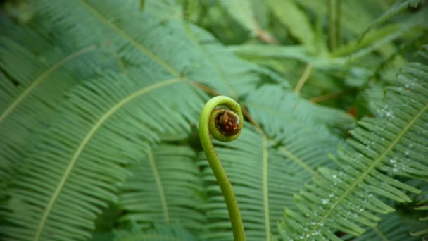 Ferns bu tropikal içinde 4 k görüntüleri. Tay orman. — Stok video