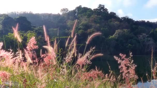 4K metraje de la escena de verano de cañas ondeando en los vientos muy soleado — Vídeos de Stock