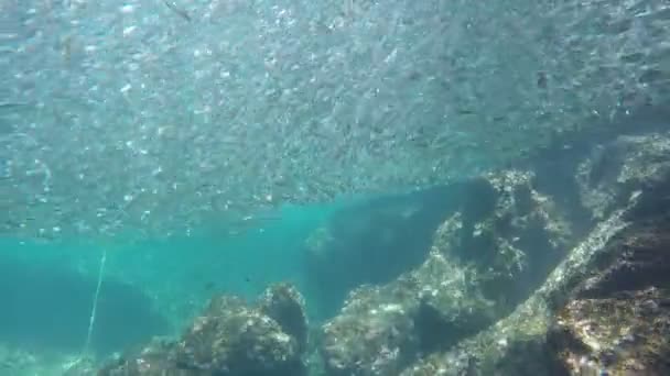 Gran cantidad de peces de la escuela bajo el agua — Vídeos de Stock