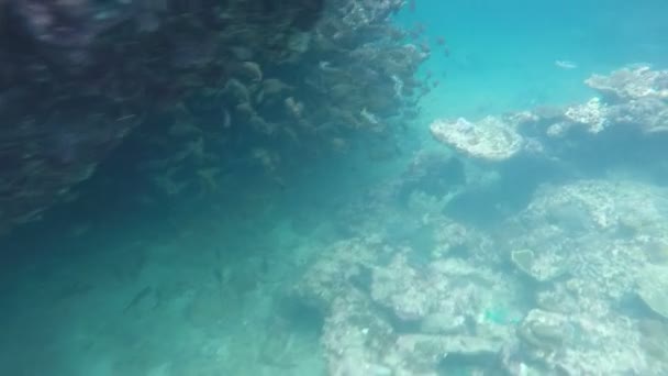 大型的学校鱼水下录像 — 图库视频影像