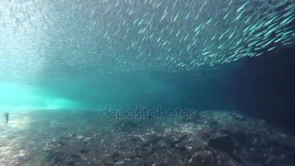 Gran cantidad de peces de la escuela bajo el agua — Vídeo de stock