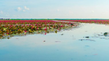 üzerinde çiçek açan pembe renkli taze lotus çiçeği veya nilüfer çiçeği 