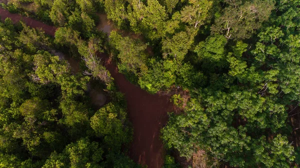 Вид с воздуха на мангровый лес и реку — стоковое фото