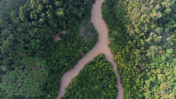 Mangrove ormanının ve nehrin havadan görünüşü — Stok fotoğraf