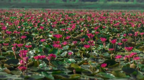 Rosa färg färsk lotus blossom eller näckros blomma blommar på — Stockfoto