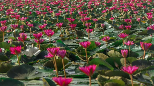 Rosa färg färsk lotus blossom eller näckros blomma blommar på — Stockfoto