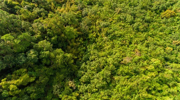 Luftaufnahme von Baum in Berg — Stockfoto