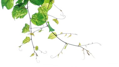 beyaz arkaplanda yeşil yapraklar izole