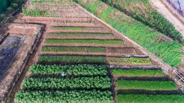 Hava sebze çiftliği