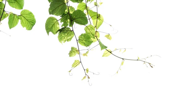 Grüne Blätter isoliert auf weißem Hintergrund — Stockfoto