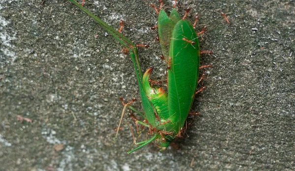 Travail d'équipe de fourmis portant de la nourriture pour nidifier — Photo