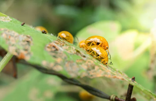 Close up de dama de criação de insetos na folha verde — Fotografia de Stock