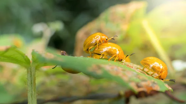 Close up de dama de criação de insetos na folha verde — Fotografia de Stock