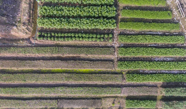 Aerial Vegetable farm — Stock Photo, Image