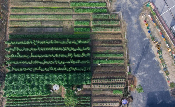 Azienda agricola vegetale aerea — Foto Stock