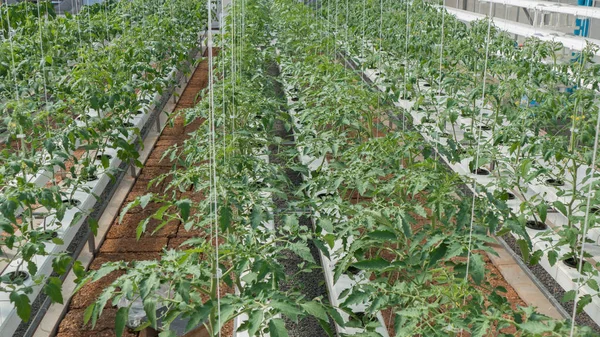 Tomates jóvenes en invernadero — Foto de Stock