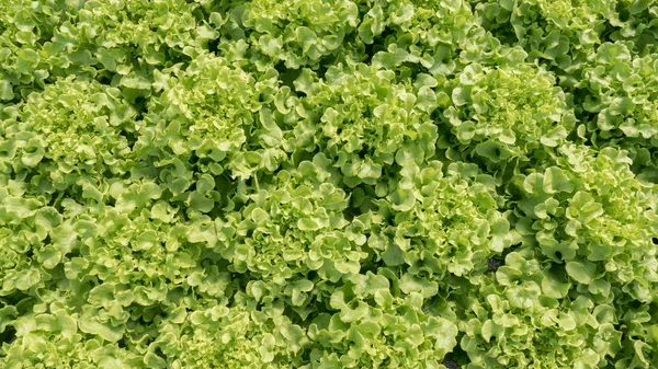 Carvalho verde em Legumes Fazenda hidropônica, Vista superior — Fotografia de Stock
