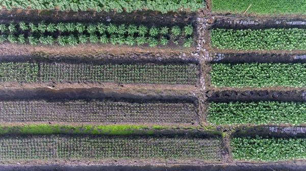 Aerial Vegetable farm — Stock Photo, Image