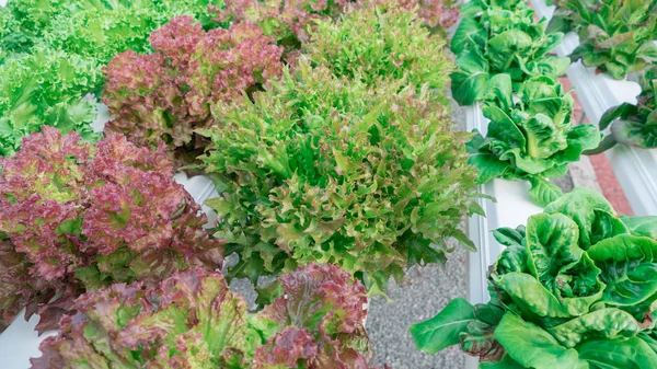 Cultivation hydroponic green vegetable in farm plant market ,Red — Stock Photo, Image