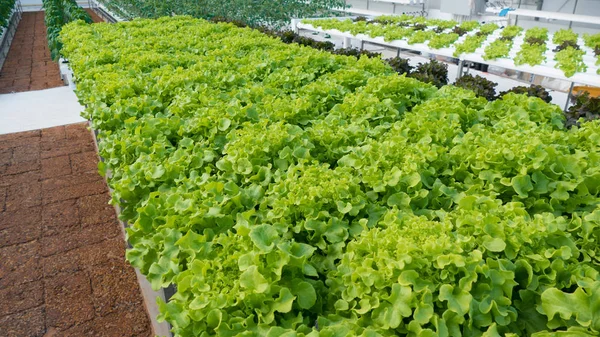 Roble verde, Cultivo hidropónico vegetal verde en planta de granja — Foto de Stock