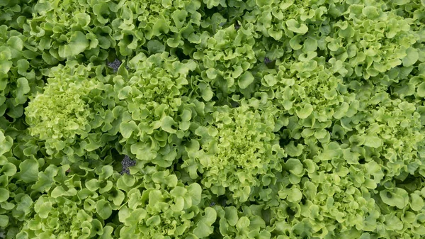 Vista dall'alto, Rovere verde, Coltivazione verdura verde idroponica in f — Foto Stock